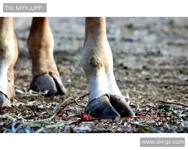 足球明星象征的动物是什么它们背后隐藏的意义与故事